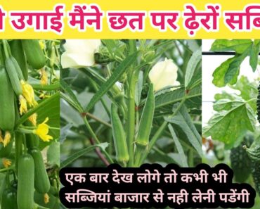 how to grow vegetables at home / vegetable gardening / terrace vegetable garden in hindi