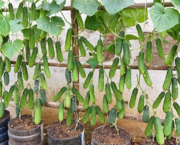 Grow cucumbers vertically with organic fertilizer from eggshells | High yield, lots of fruit