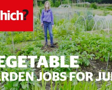 Vegetable gardening jobs for June – Which? Gardening