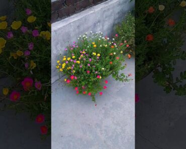 9 o clock flower | purslane flower | morning flower | #portulacaflower #gardening #flowers #viral