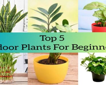 Top 5 Indoor Plants For Beginners | தமிழ் |  Indoor Plant | Care & Maintenance | Tamil