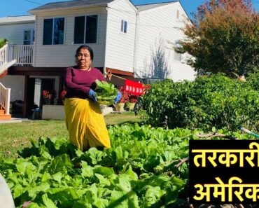 Backyard Vegetable  Gardening in USA | Grow like in Nepal || |