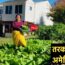 Backyard Vegetable  Gardening in USA | Grow like in Nepal || |