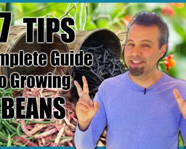 7 TIPS for Growing Beans // Complete Growing Guide