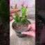 Cactus flower grafting tips #Shorts