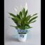 Top 10 Best Indoor Plants For Home #shorts #dreamful world.
