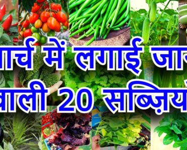 मार्च में लगाई जाने वाली सब्ज़ियाँ | March me konsi sabji lagaye | March Month Vegetable To Grow