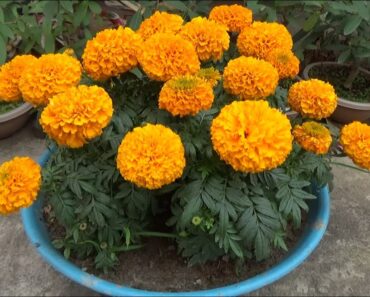 Marigold flower garden tips to grow more flowers (With English Subtitle)