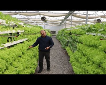 Hydroponic vegetable farming in India-Complete information about hydroponic system