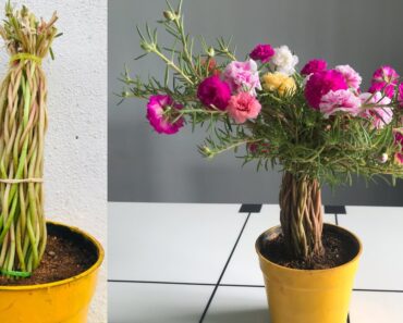 Moss rose Gardening Idea #4 – Tree Shape in flower pot | Smart ideas to grow Portulaca grandiflora