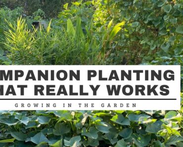 COMPANION PLANTING that REALLY WORKS: Growing in the Garden