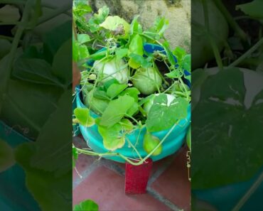 Amazing Idea, How to Grow Honeydew Melon at Home Easy for Beginners