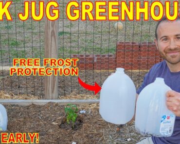 Turn Milk Jugs Into FREE GREENHOUSES For Your Vegetable Garden!
