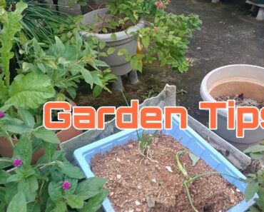 Useful tips for new gardening || Gardening Tips for beginner’s || Garden tips