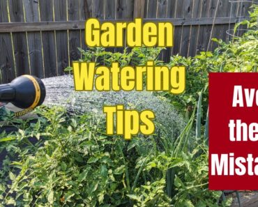 How You May Be Watering Your Vegetable Garden Wrong – Watering Tips – Avoid These Mistakes