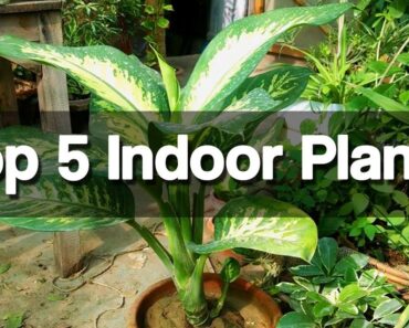 Top 5 Best Indoor Plants – Easy to Grow Indoor Plants – (Urdu|Hindi)