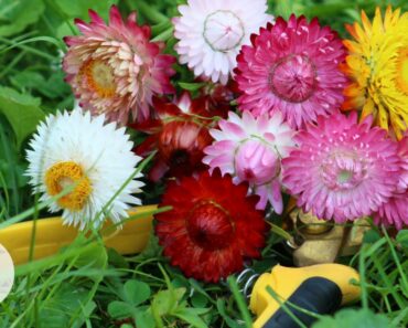 ‘Monstrosum Mix’ Strawflower Growing Flowers from Seed Gardening for Beginners Cut Flower Farm Easy