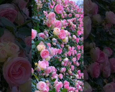 Super roses. #beautiful Pink roses. 💗 #shorts  #rosegarden #flowergarden #mygarden #satisfying