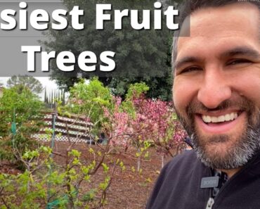 The 2 Easiest Fruit Trees for Beginners To Grow. Yes, Really! | BONUS: The Hardest Tree