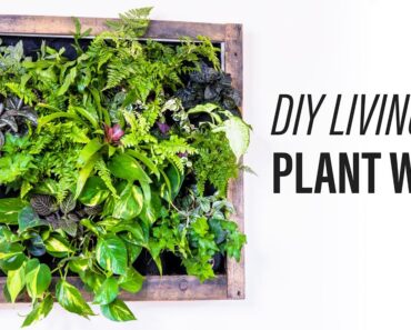 How to Make a Living Plant Wall (DIY)