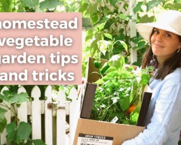 Homestead Vegetable Garden Tips + Life Update & Plans