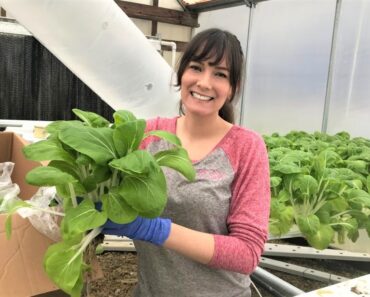 Hydroponic Bok Choy Harvest | An Easy to Grow Crop