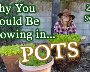 2 Great (& 1 Not So Great) Things About Gardening In Pots