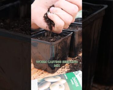 How to start onion seeds indoors! #indoorseedstarting #seedstarting #gardening tips