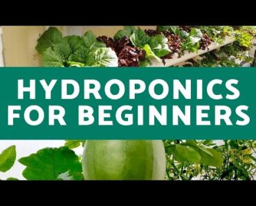Hydroponics for Beginners | Everything You Need to Know for Successful Hydroponic Growth