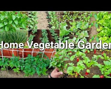 home vegetable garden design part 2 | organic kitchen gardening at home with no cost, garden harvest