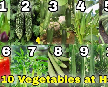 February season Top 10 Vegetables you can grow in  Home/Garden in India
