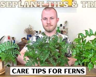 Care Tips For Ferns | Houseplant Tips & Tricks