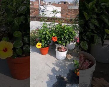 hibiscus flower yellow red | terrace garden | #garden #gardening #hibiscus #viral #flowers