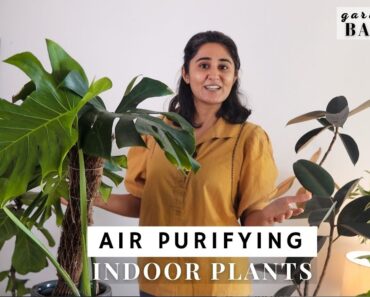 Indoor Plants Air purifying and Stylish