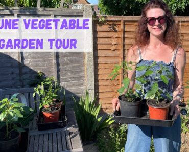 June Vegetable Garden Tour – Veg gardening For Beginners UK