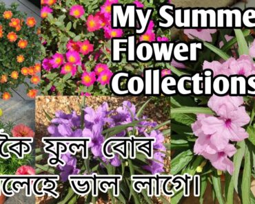 Summer flower plants ॥ Assamese flower garden ॥ flower gardening at home ॥ Gardening idea for home ॥