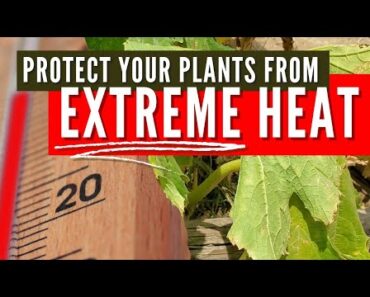 5 Tips to Protect Plants During Heat Wave | Vegetable Gardening During Triple Digits