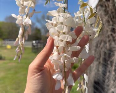 Beginner's Guide to Seed Saving and Growing White Wisteria: Easy Tips for Beautiful Blooms!
