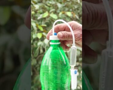 Amazing Ideas, Recycle plastic bottles to grow Mint at home for beginners