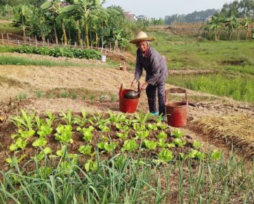 How My Grandma Grow Vegetables | Chinese Vegetable Gardens | Rural China