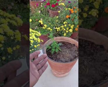 Marigold plant care tips and get more flowers in Marigold plant 100% work