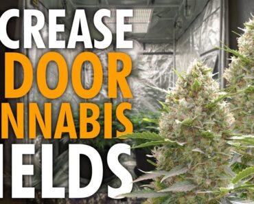 Bigger Yields in Less Space – Complete Cannabis Training Guide