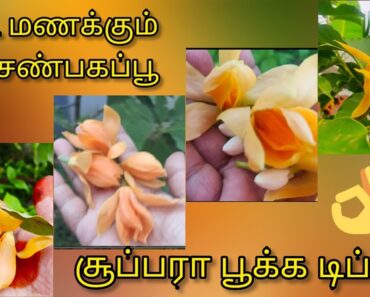 SHENBAGAM FLOWER GROWING TIPS &TRICKS IN TAMIL|HOW TO GROW SHENBAGAM PLANT IN TAMIlசெண்பக மரம்part-1