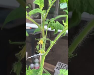 🍅Growing Tomatoes in Hydroponics – Flowers are Blooming #tomatoes #hydroponics #diy #gardening