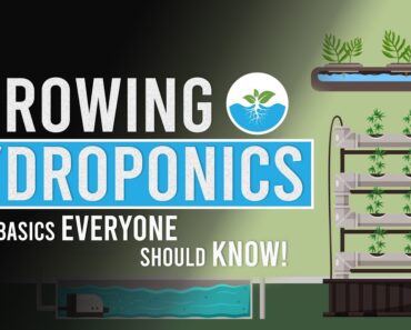 Hydroponics: The Basics Everyone Should Know!