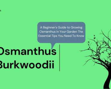 Beginner's Guide to Growing Osmanthus in Your Garden The Essential Tip You Need To Know @HedgePlants