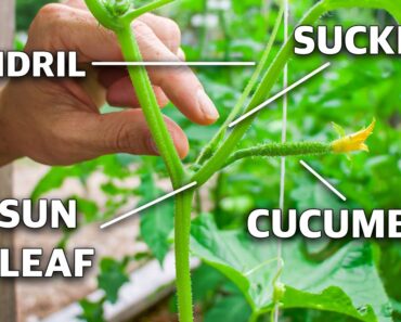How To Prune Cucumber Plants, Grow Cucumbers NOT Leaves!