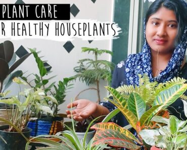 ഇൻഡോർ പ്ലാന്റ്സ് ഹെൽത്തി ആയി വളർത്താം | Indoor Plant Care in Malayalam| Tips for Healthy Houseplants