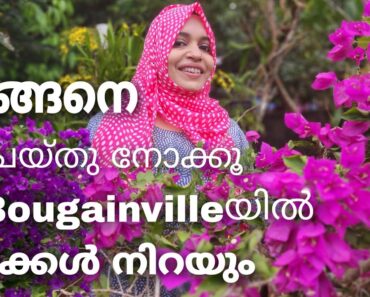 Bougainvillea Flowering Tips | Malayalam Gardening | Kadalas Flower Tips | Naiza’s World