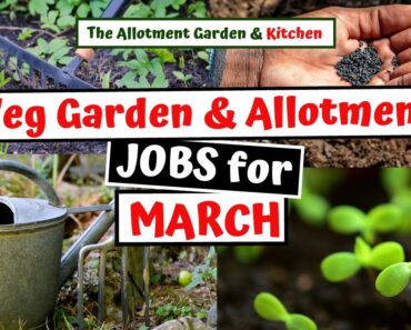 Preparing the Vegetable Garden/Allotment in March – Jobs to help with a Successful Harvest #98